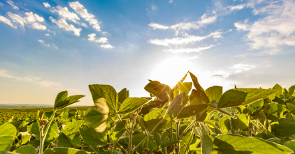 Agricultura de Precisão: Como a tecnologia pode evoluir a produção no campo?